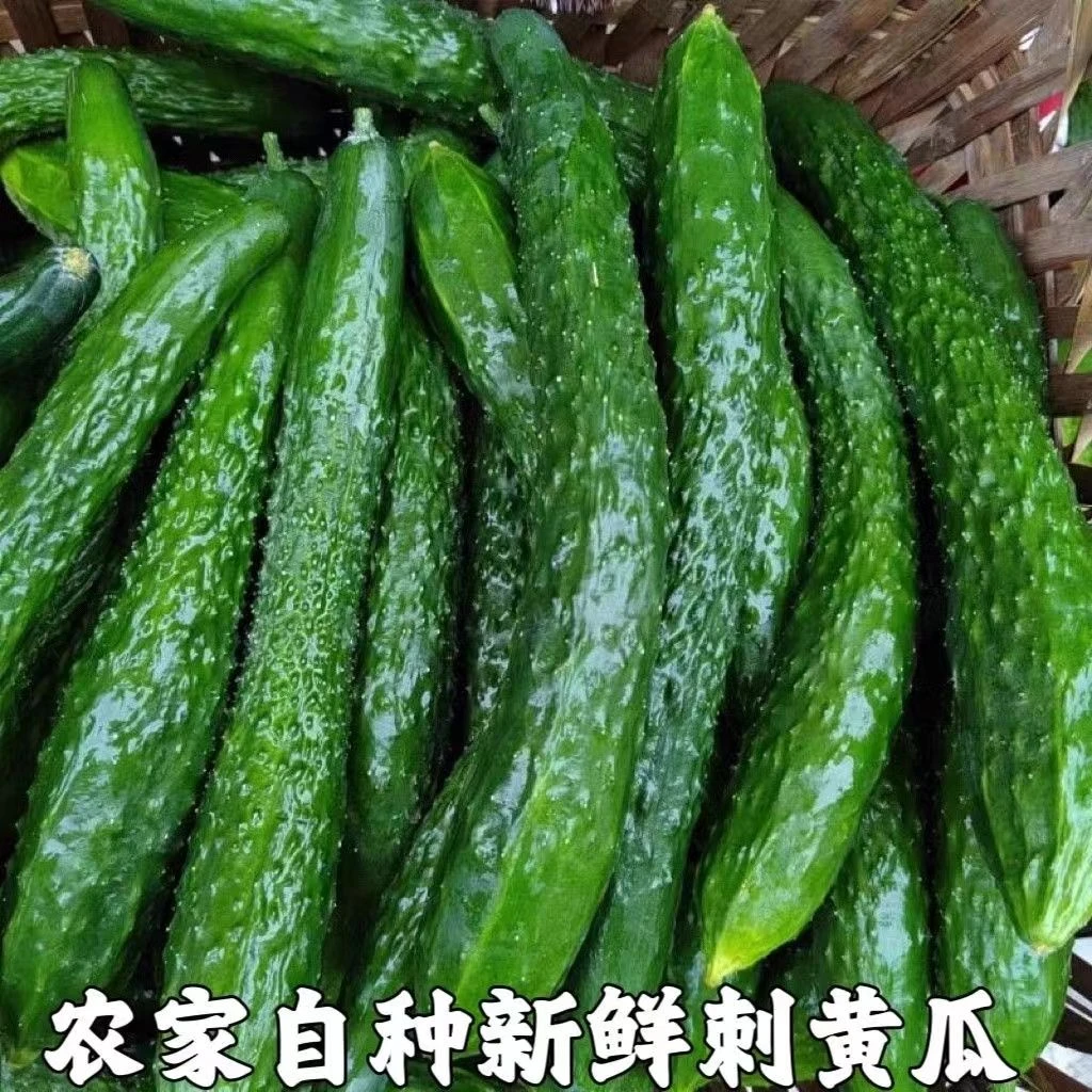 【农家新鲜黄瓜】云南新鲜现摘黄瓜农家带刺水果批发包邮新鲜蔬菜