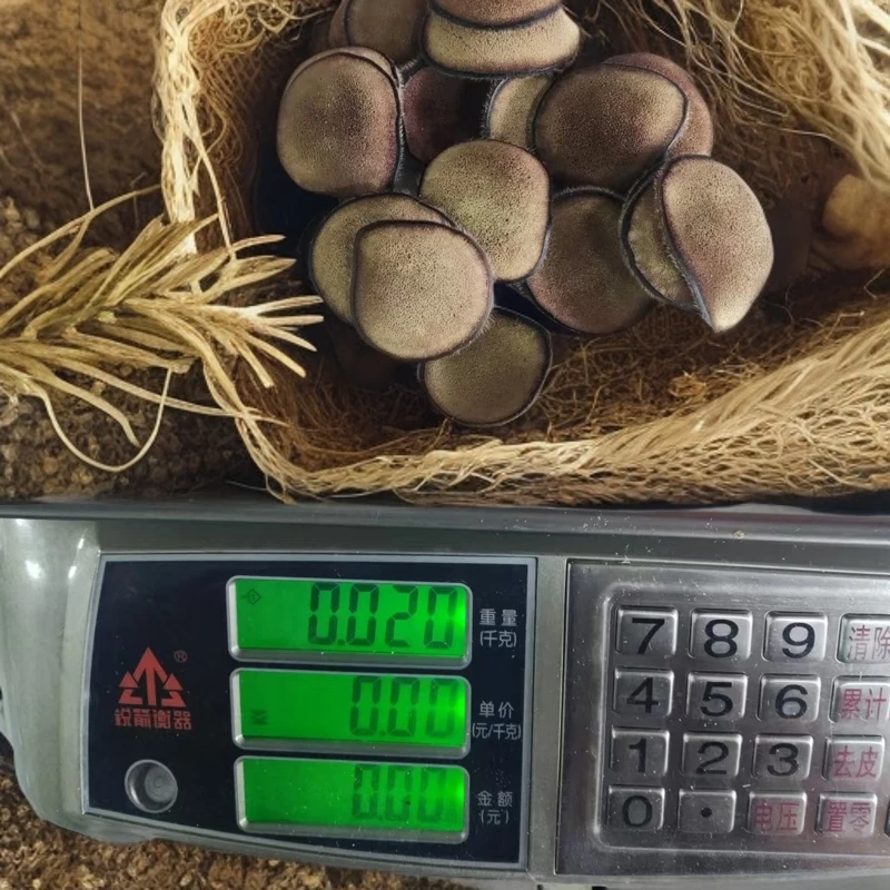 吉林纯梅花鹿黄粉片泡酒煲汤东北特产