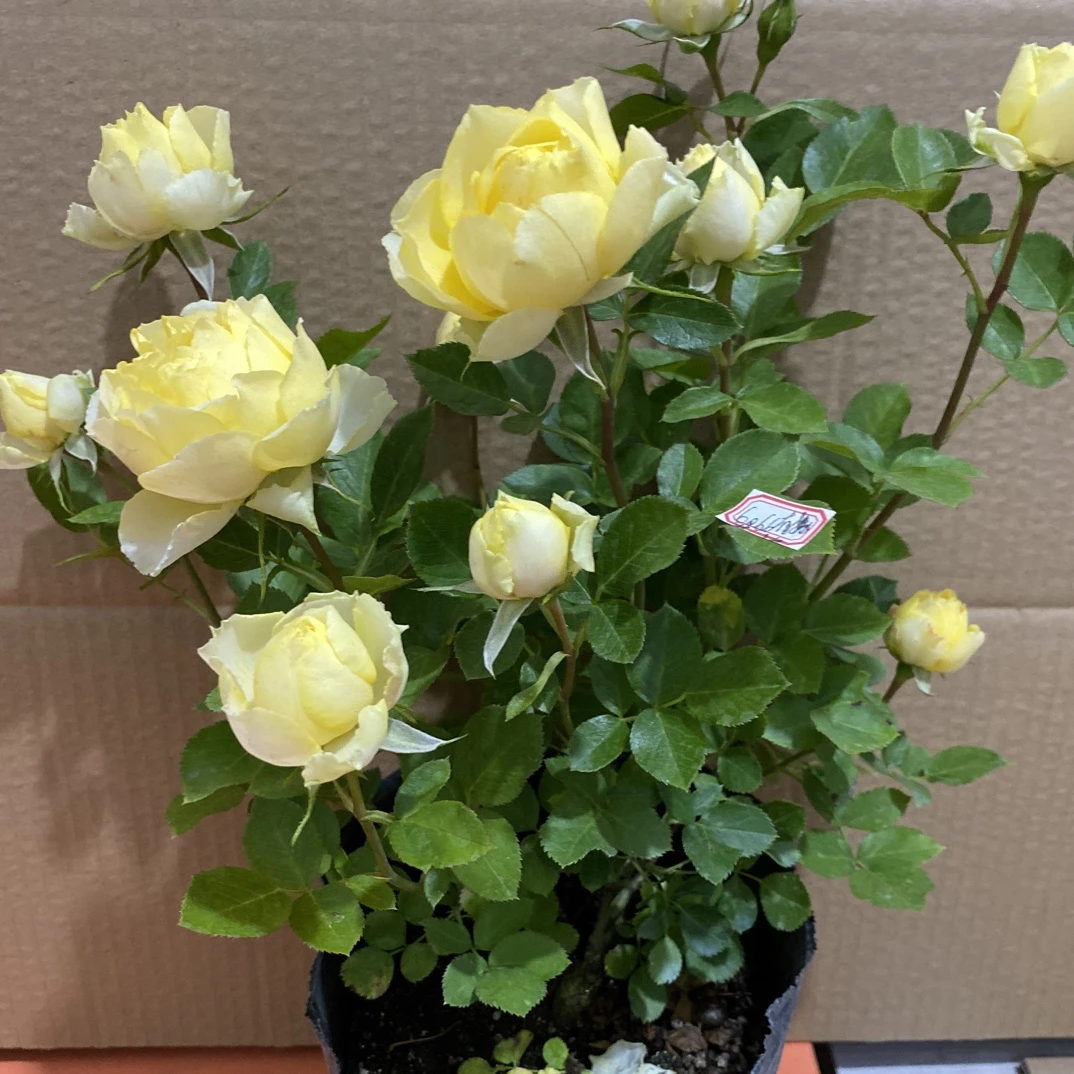 灌木微月金黄色都头开花