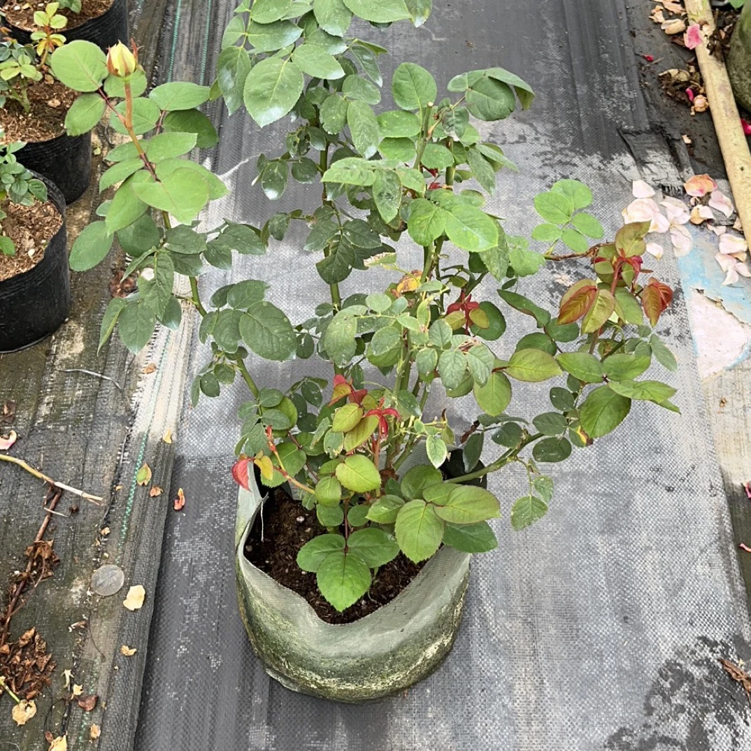 婚礼之路，伊芙系大花白色