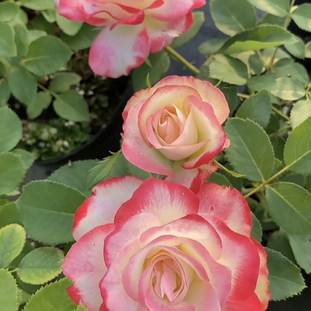 摩纳哥公爵欧月，多季开花