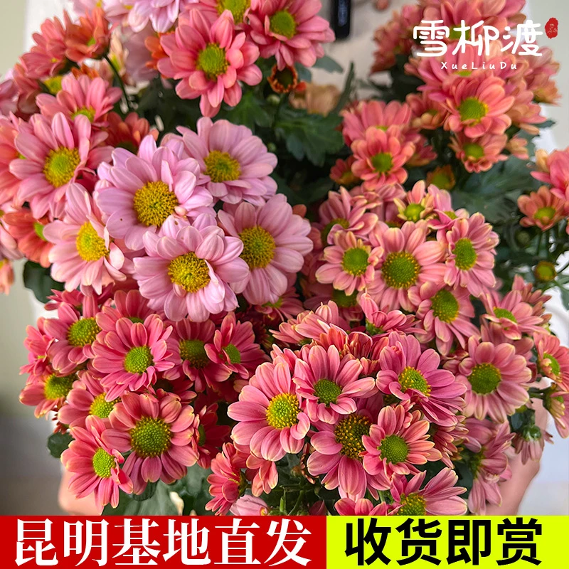【阳光橙】节日耐寒花盆栽带花苞四季开室内外好养千头菊花卉植物
