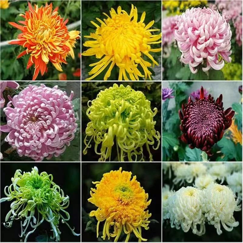 (大菊花苗)大菊花盆栽室内外庭院阳台花卉绿植物四季开花菊花苗