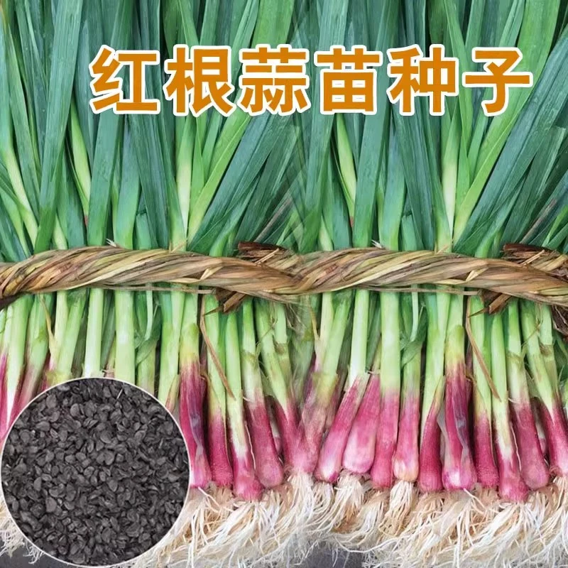 【红根蒜苗种子】红蒜苗宽叶四季种子紫皮蒜盆栽阳台种植简单