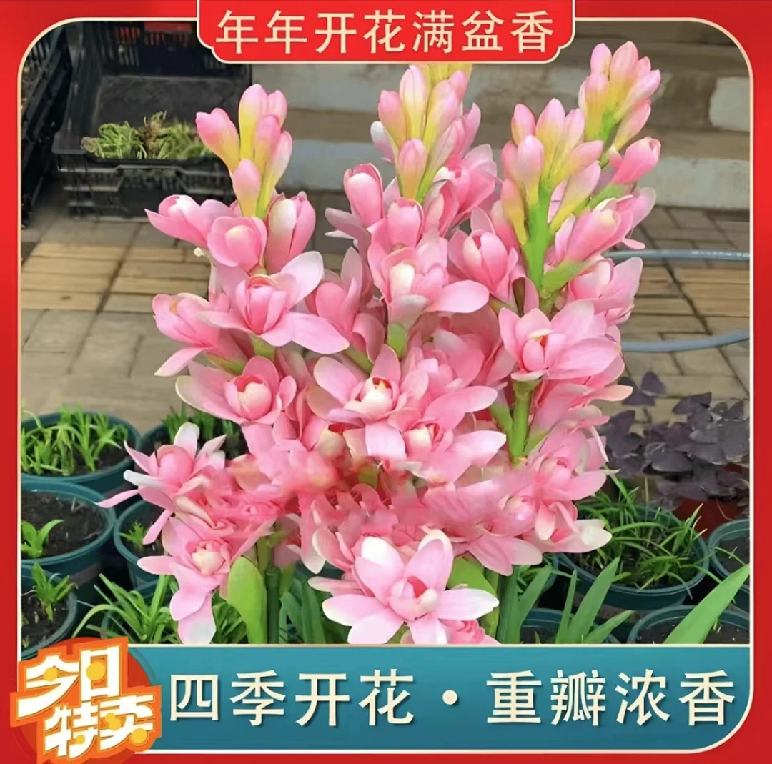 十芽！【晚香玉大种球】重瓣晚香玉四季开花多年生盆栽种球浓香花卉