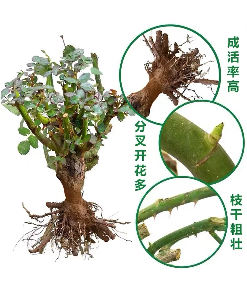 月季玫瑰大花四季老桩花卉观花植物室内外阳台盆栽耐寒北方季节