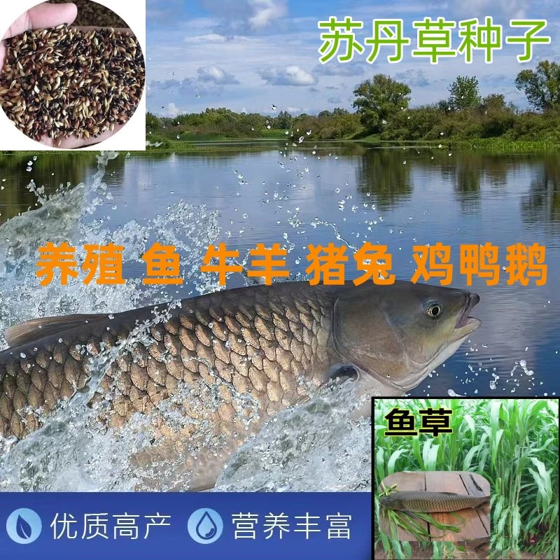 养鱼牧草种子 养鱼专用牧草 叶片多杆茎少耐热牛羊养殖兔饲草春夏