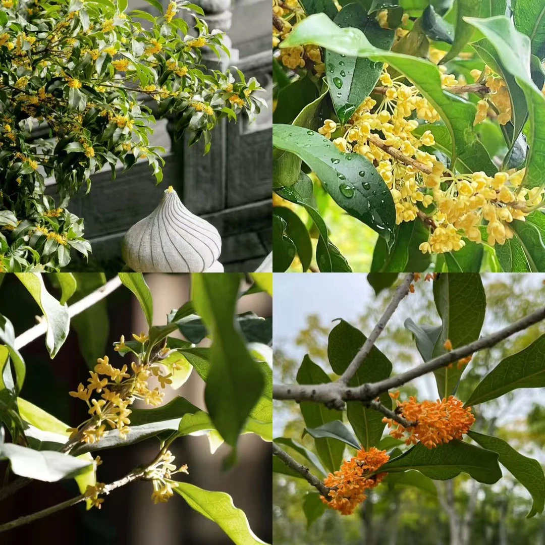 桂花树1号链接金桂丹桂四季桂银桂高档庭院观赏大树盆栽开花