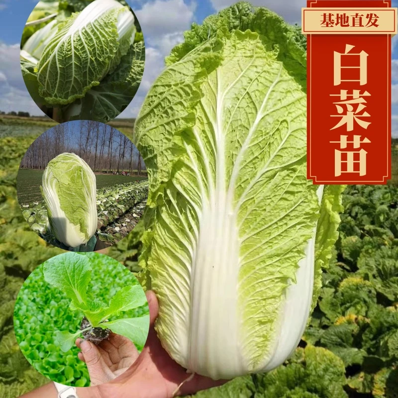 白菜苗大白菜苗娃娃菜黄心白菜苗育苗有机蔬菜秧苗菜苗