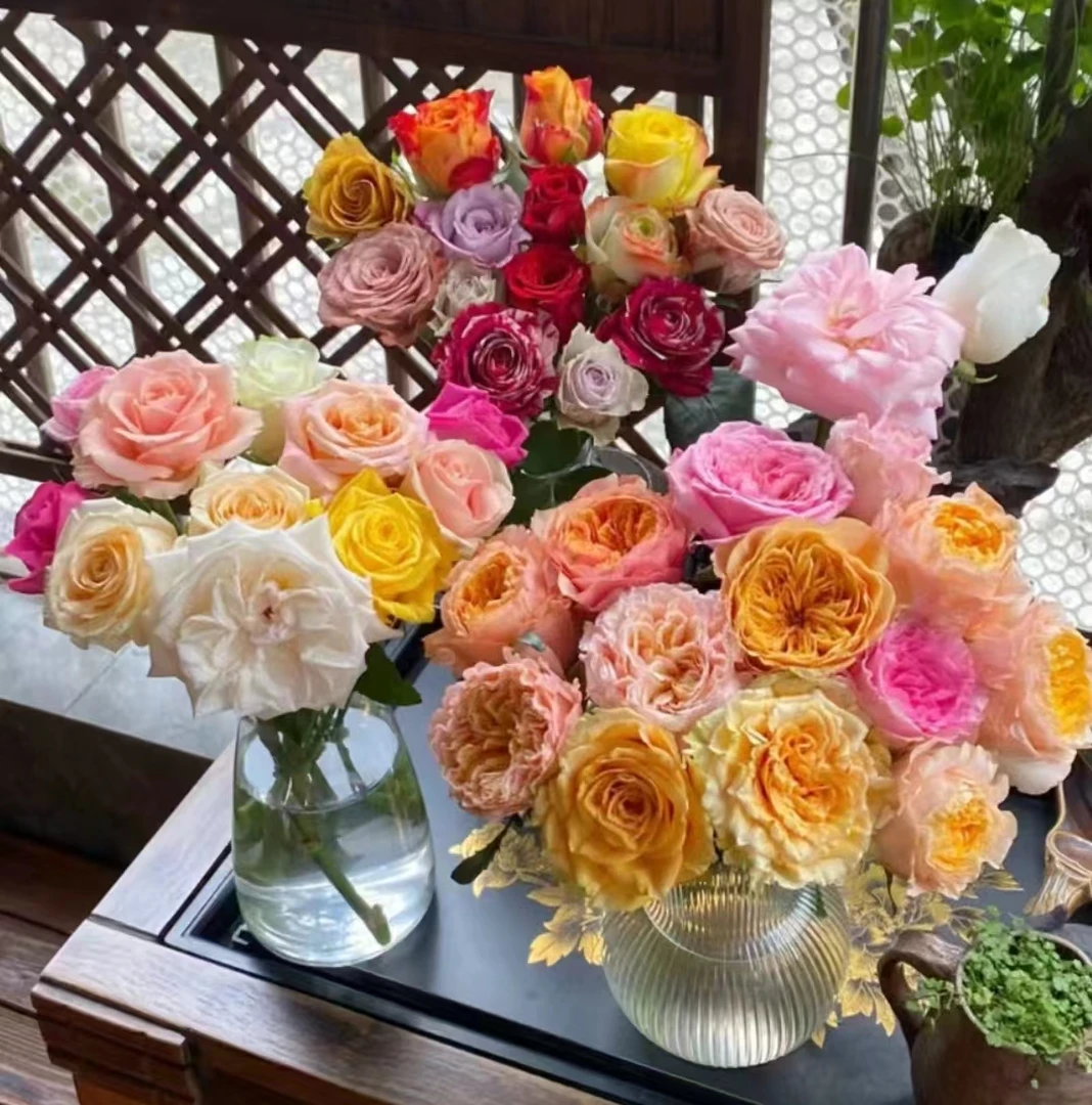 随机月季一盆【一加仑】【带盆】【带花苞】