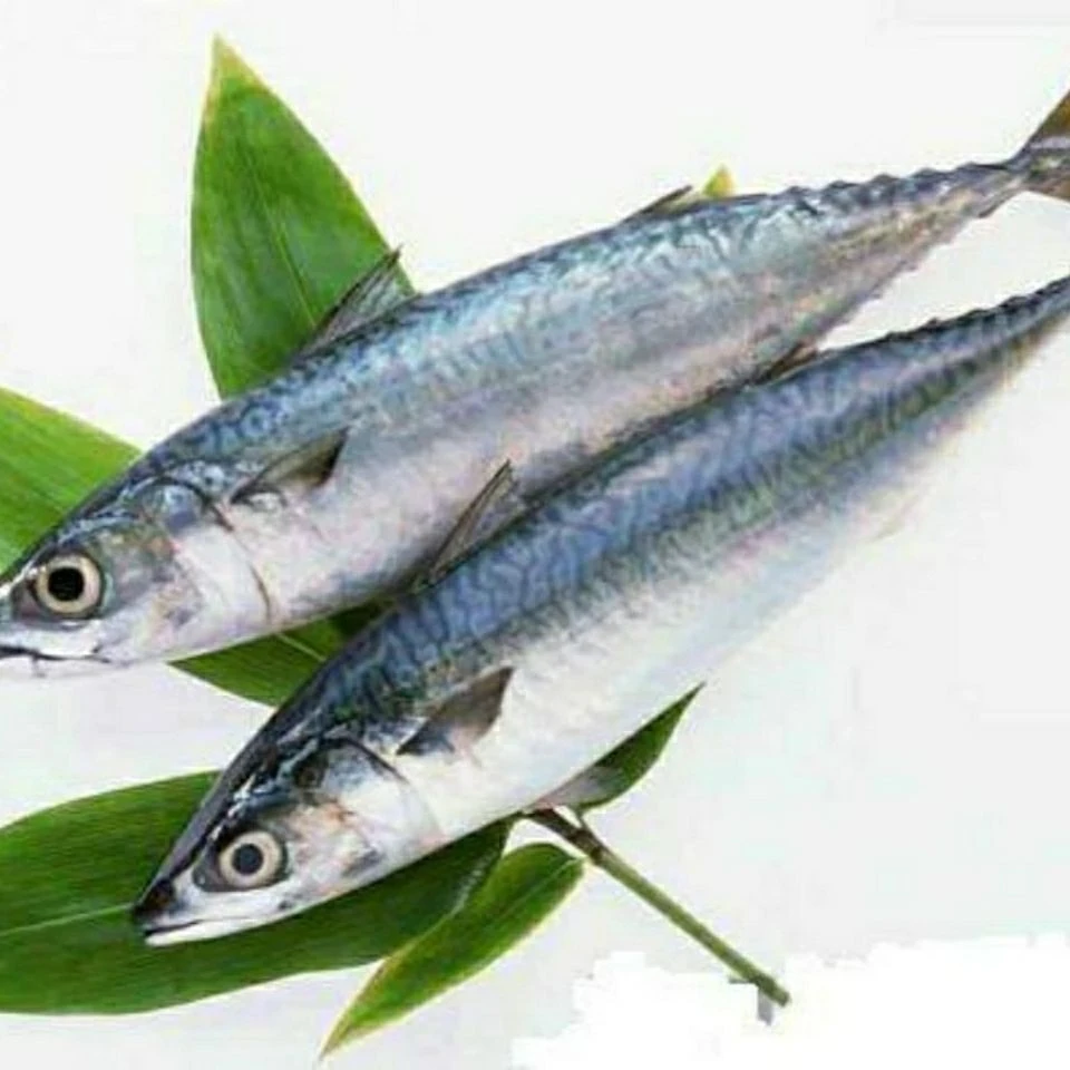 新鲜海捕青占鱼 青花鱼，500g/包