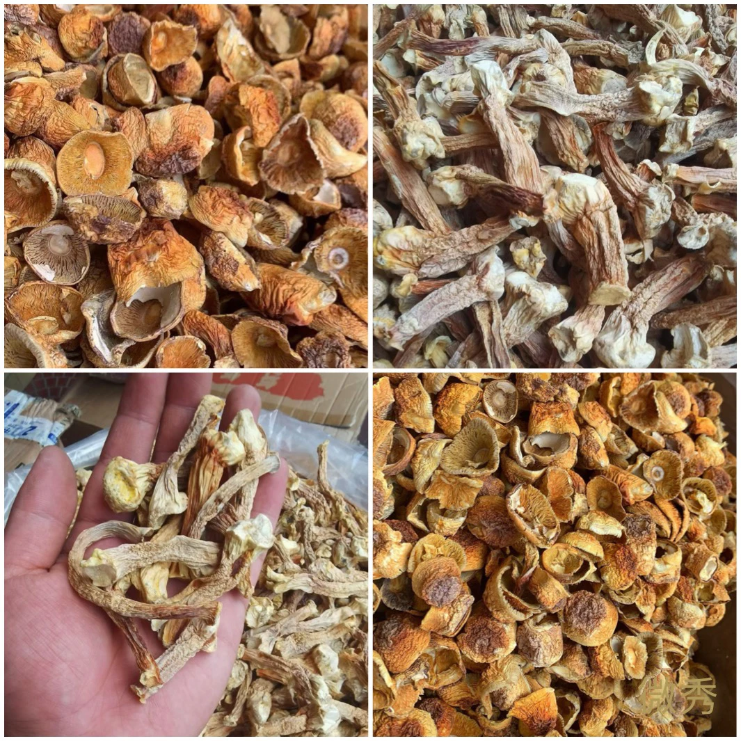 巴西菇盖巴西菇叶姬松茸帽子不带脚新鲜炖汤炒菜