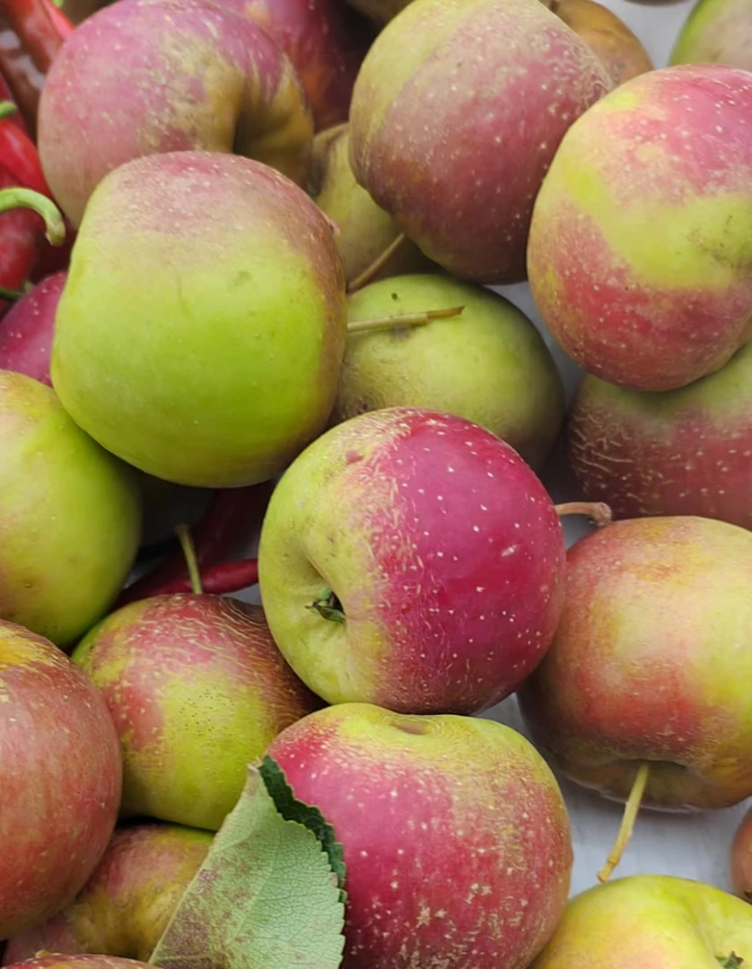 农家自种磨盘果儿现摘现发2斤4斤