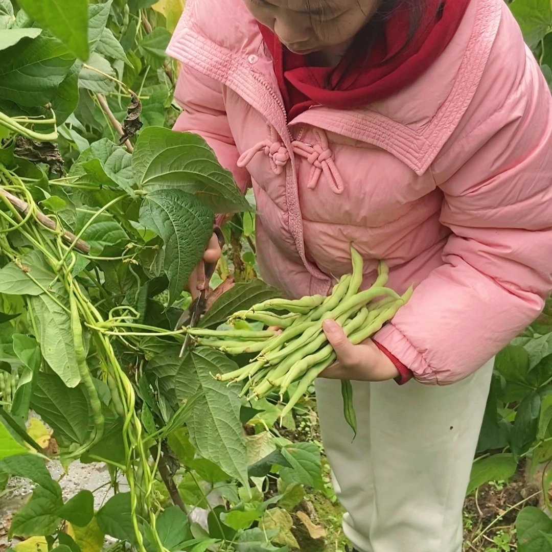 贵州农家露天四季豆棒豆