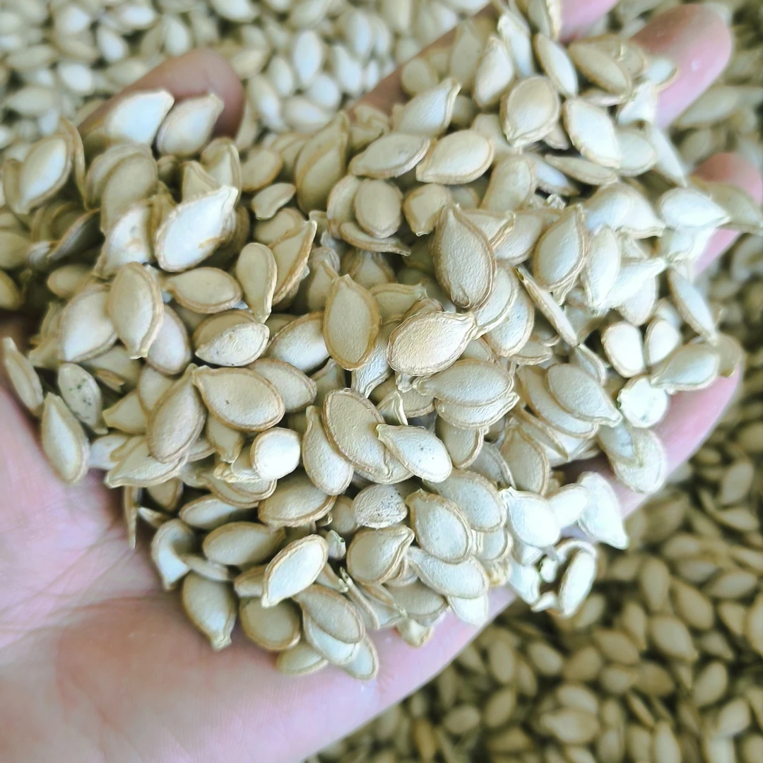 贵州特产农家自种老南瓜子量少味好现收现卖