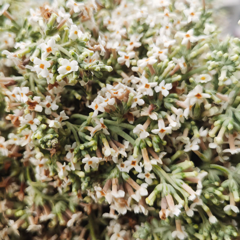 密蒙花贵州下单野生染饭花黄饭花干密蒙花黄糯米饭五色糯米饭染花