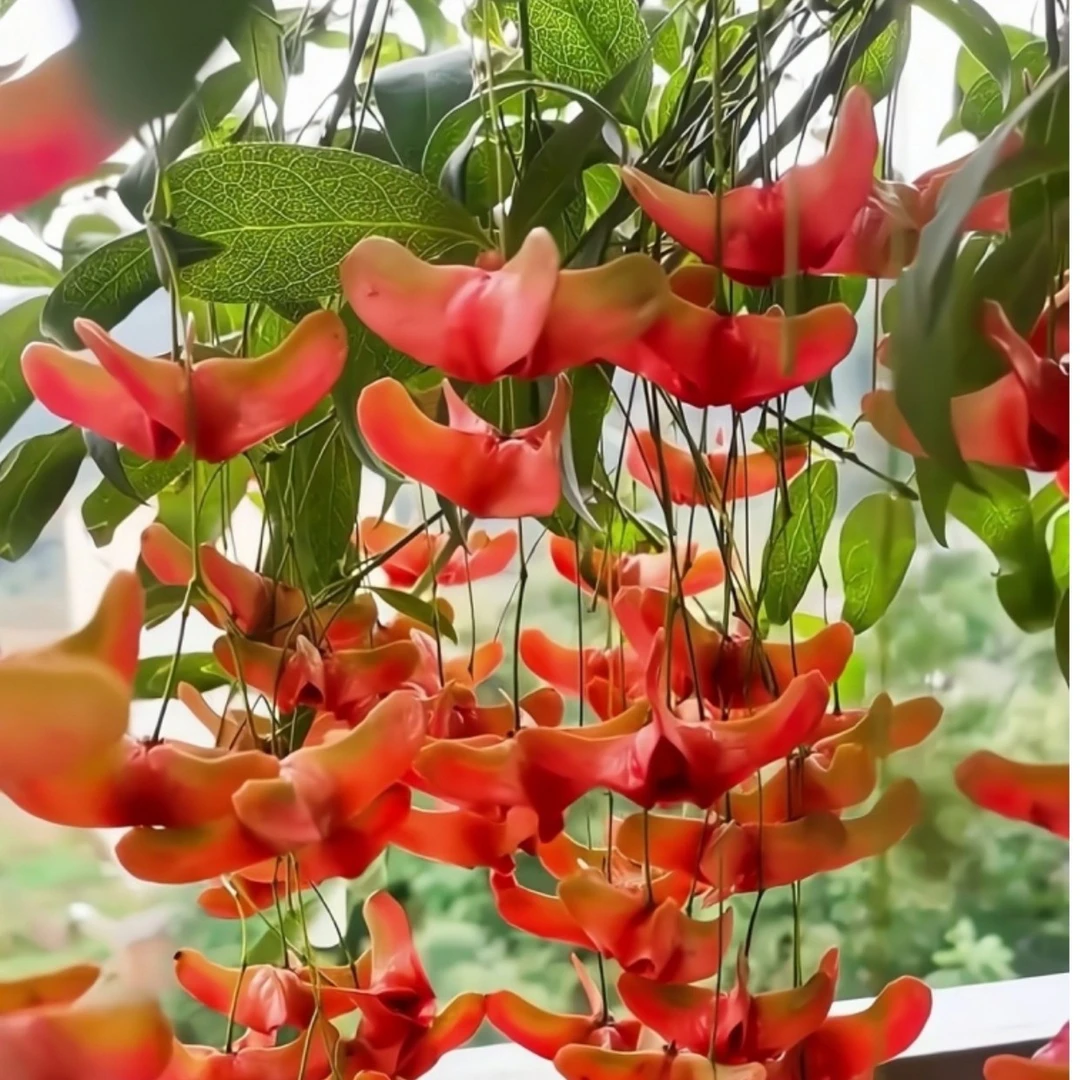 金丝吊蝴蝶高杆苗/最美庭院风水树/摇钱树/顺丰包邮/