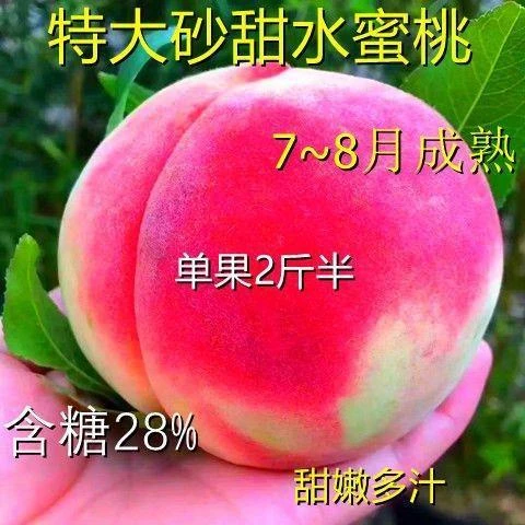 桃树苗新品种特大果树苗嫁接水蜜桃树苗砂甜水蜜桃苗南北方种植