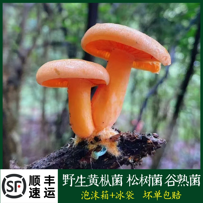 新鲜野生乌枞菌松树菌谷熟菌茅草菇寒菌燕来覃三六九菇重阳菌