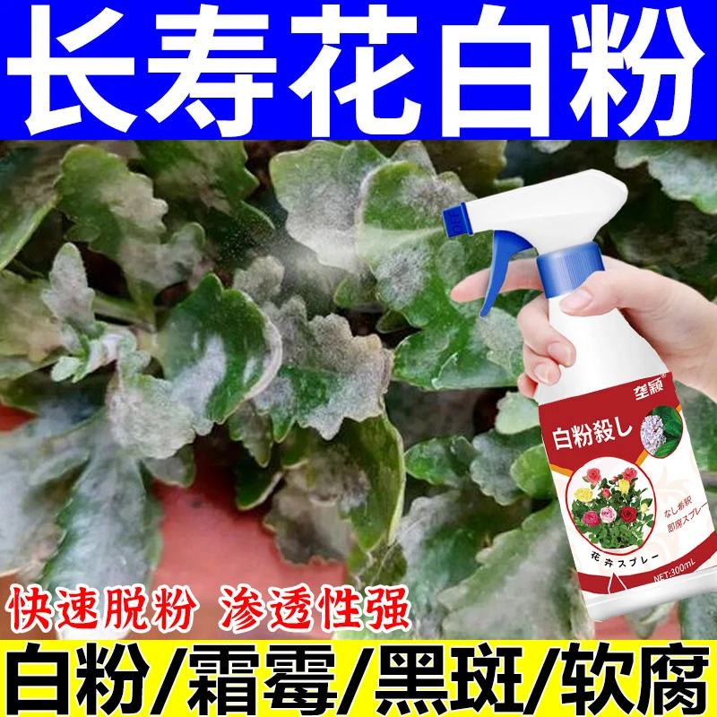 长寿花白粉专用营养液叶子发白斑白霜叶面喷施植物营养液