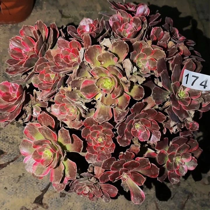 174水果糖多肉植物处理不售后