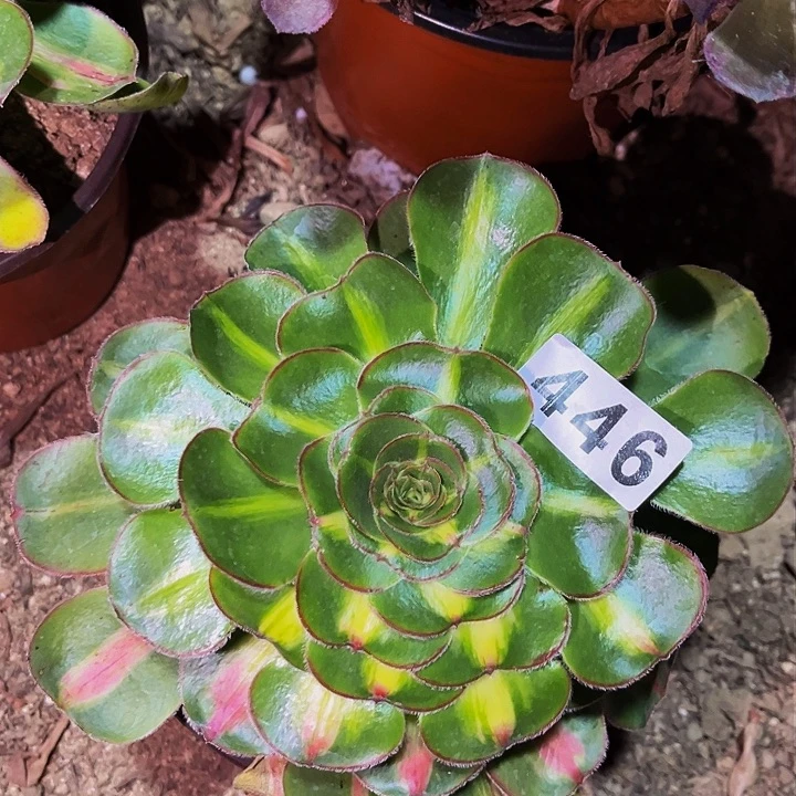 446暴君多肉植物处理不售后阴阳