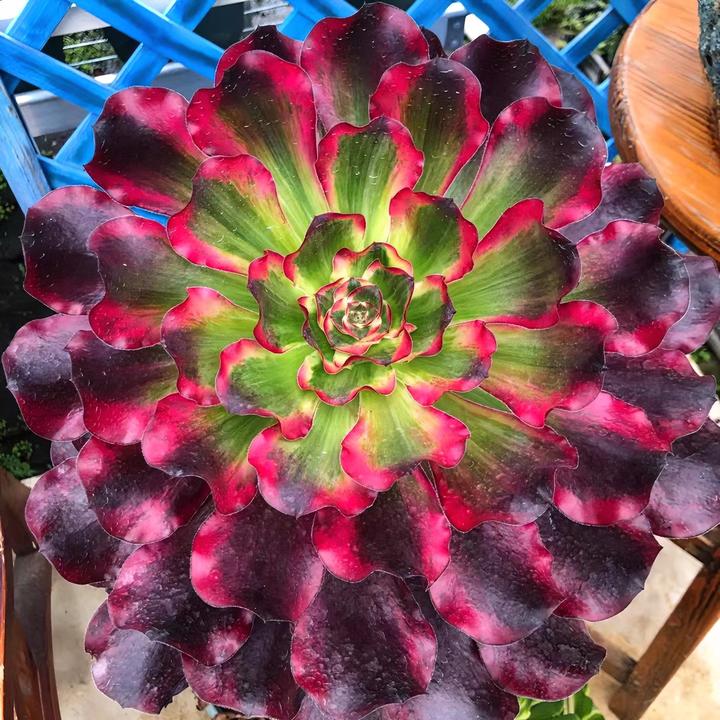 多肉植物拍货一号链接～10月30日