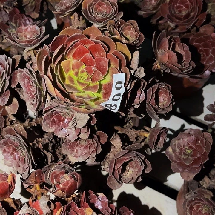 800赤焰莲多肉植物处理不售后