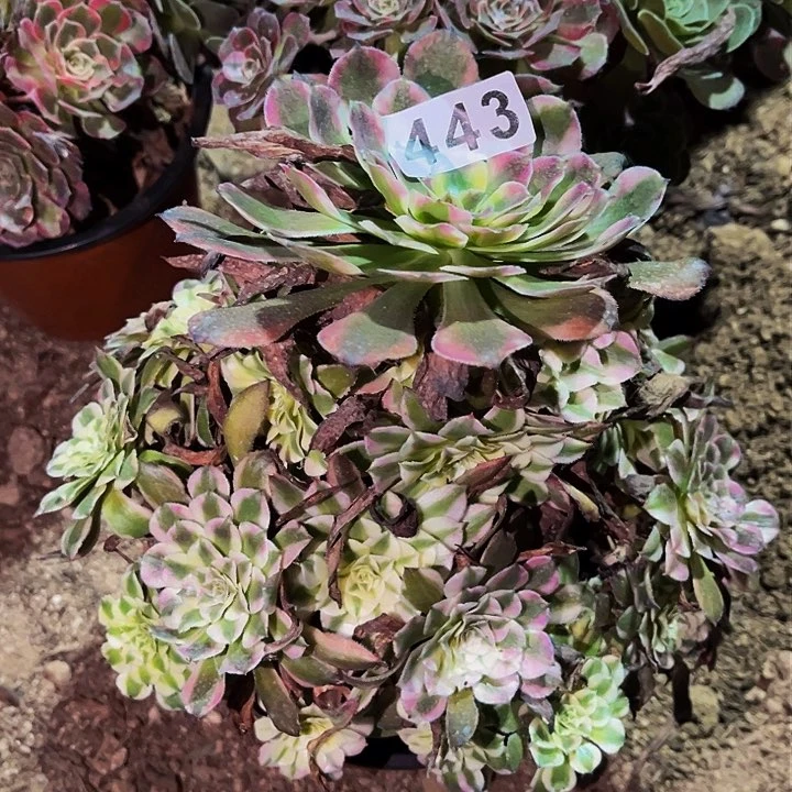 443粉铜锦多肉植物处理不售后量拍