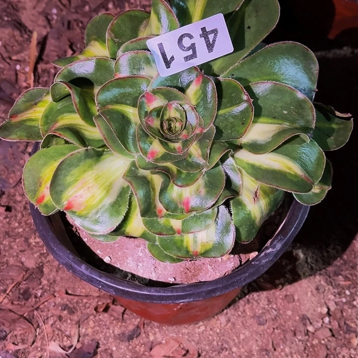 451新锦暴君多肉植物处理不售后