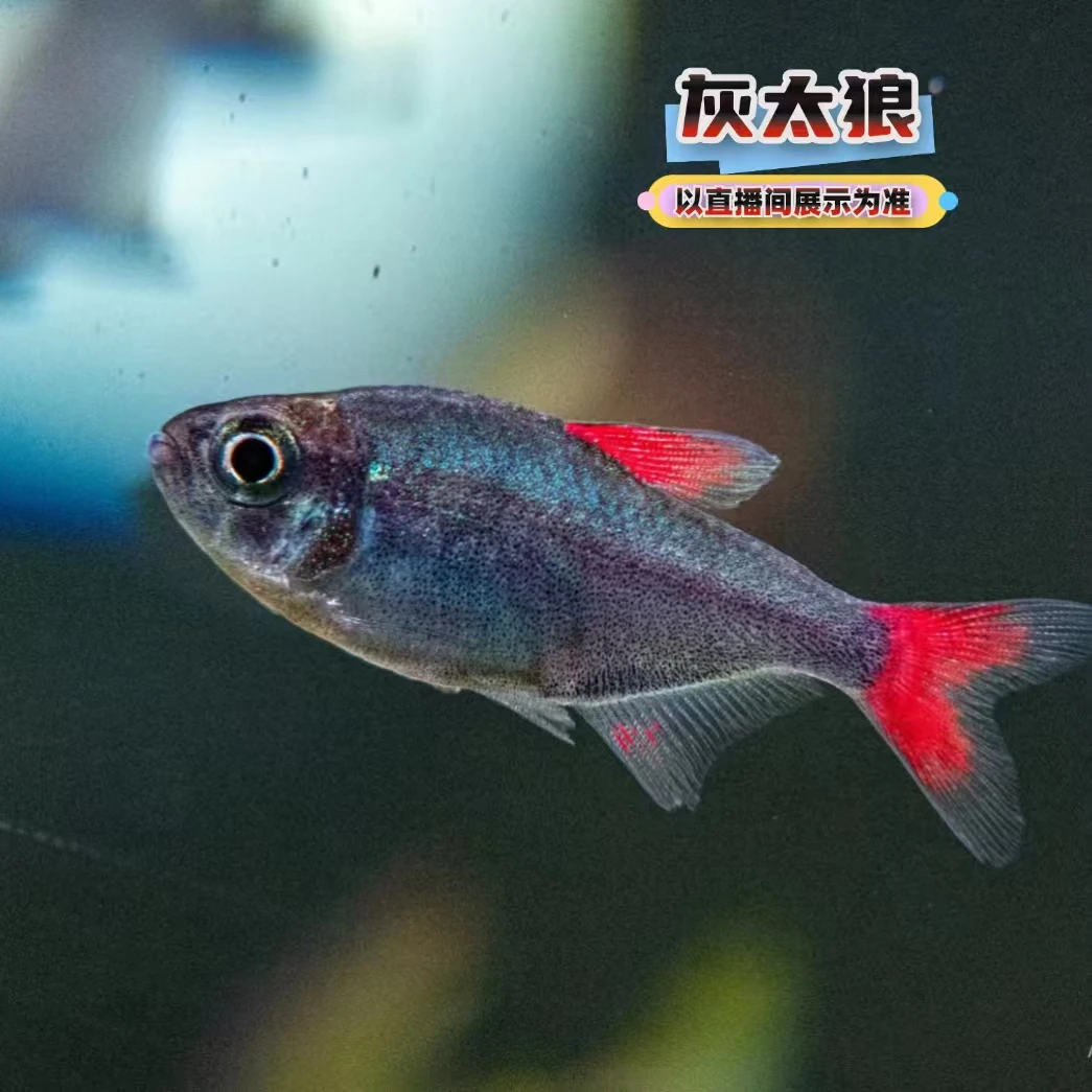 拾悦观赏鱼 灰太狼灯鱼热带观赏鱼草缸南美缸活体淡水