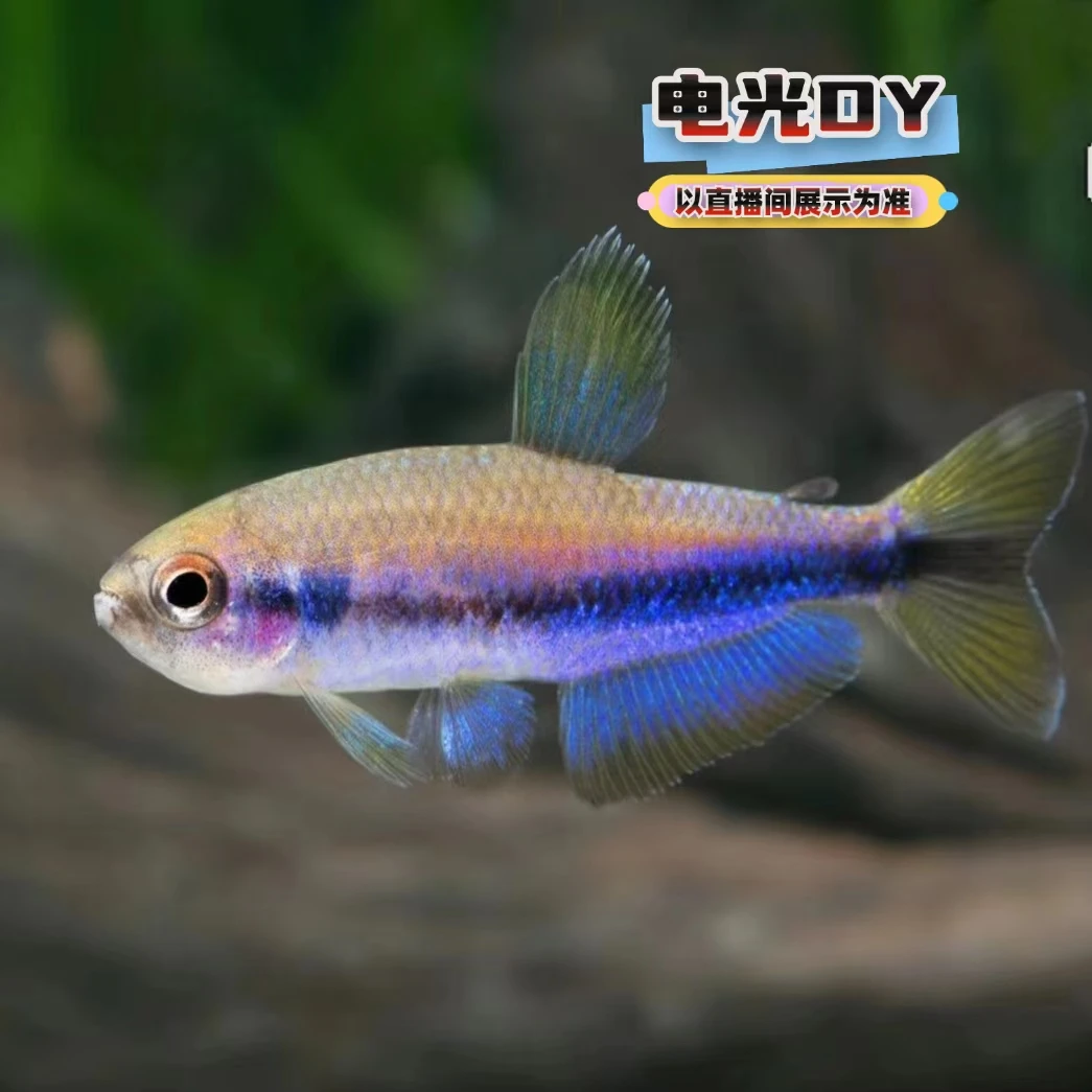 拾悦观赏鱼 电光DY灯鱼热带观赏鱼草缸南美缸活体淡水