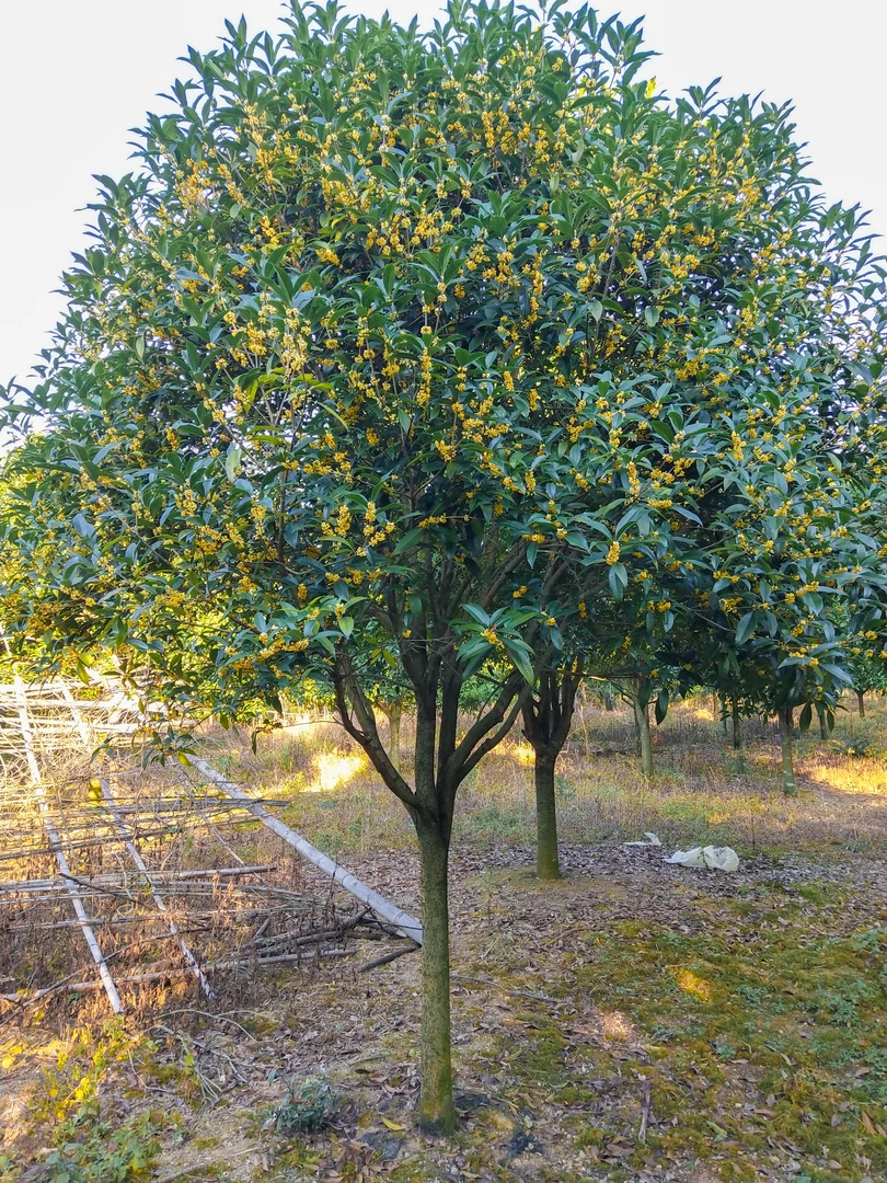 大型金桂丹桂四季桂浓香桂花树八月桂地栽盆栽庭院别墅绿植好种