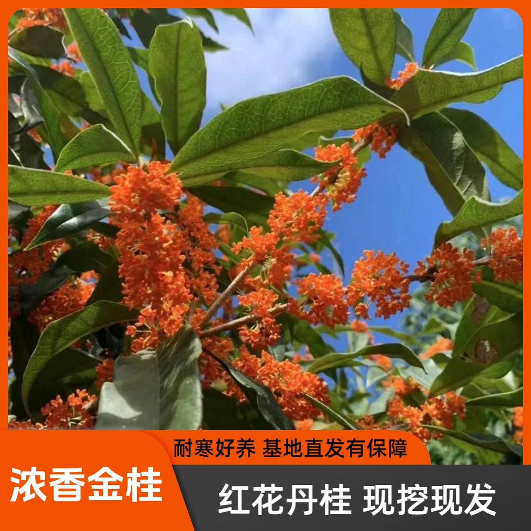 浓香金桂 红花丹桂耐寒好养 棒棒造型金球桂庭院盆景绿植浓香桂花