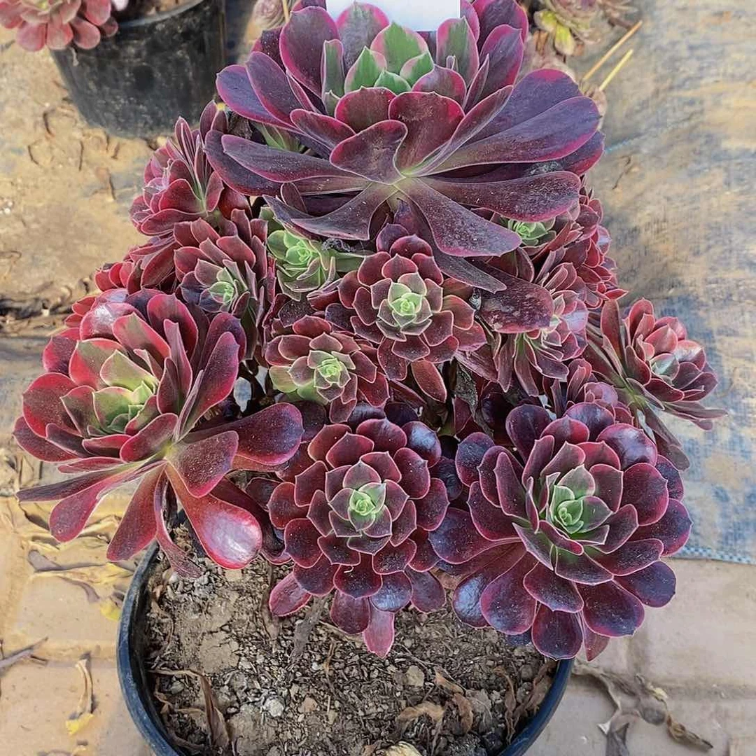 1595多肉法师金丝雀