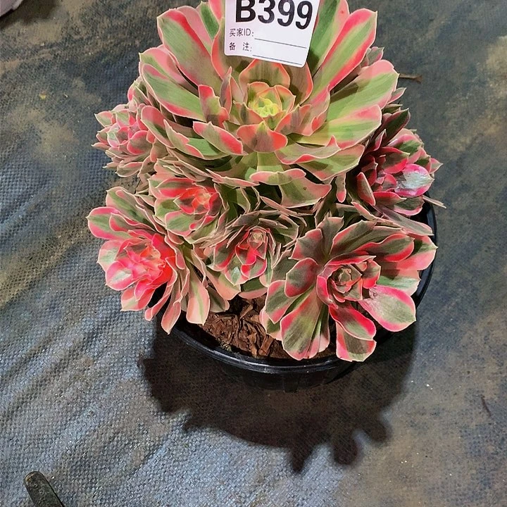 399多肉法师粉女