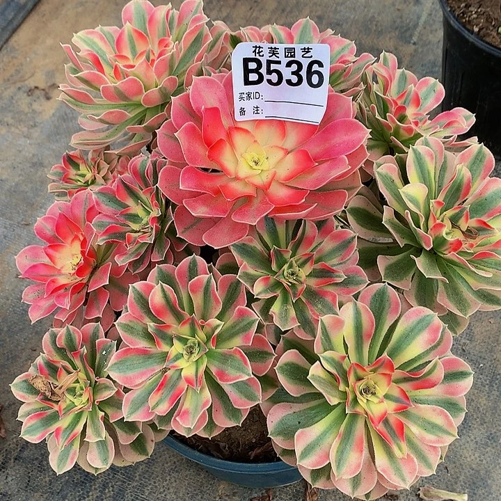 536多肉法师粉女巫