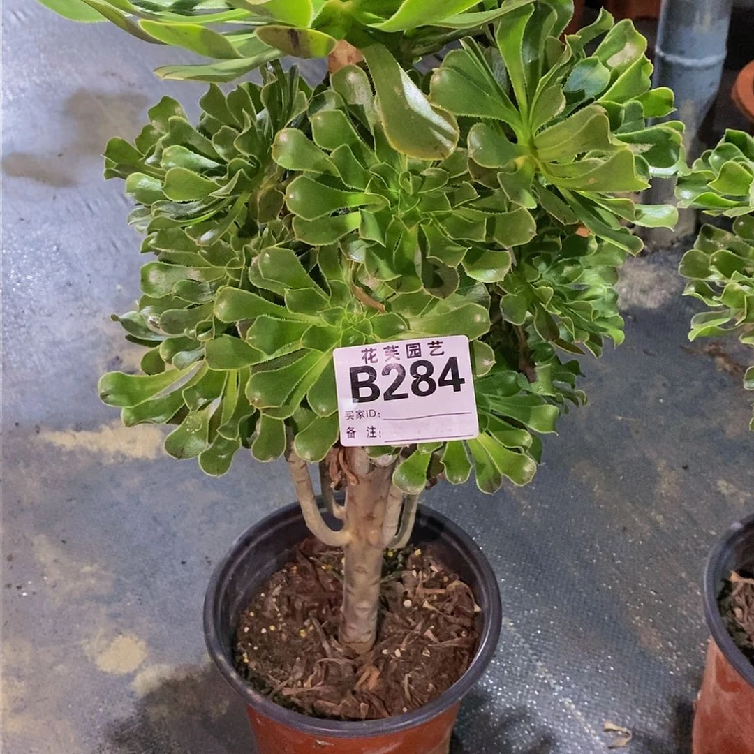 284多肉法师原始绿