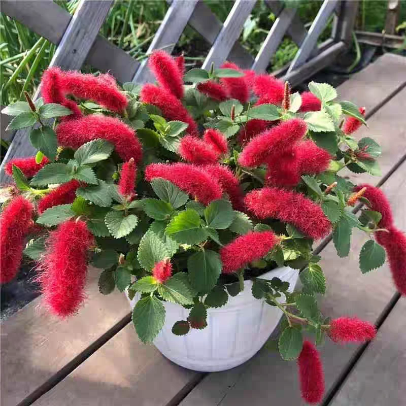 红缨吊兰岁岁红猫尾盆栽花苗耐热吊兰多年生窗台阳台庭院