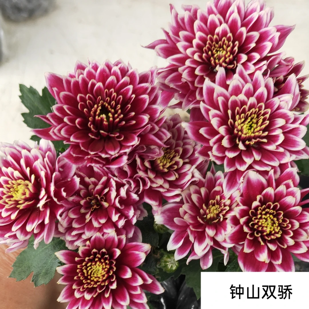 切花菊大苗阳台庭院楼顶盆栽