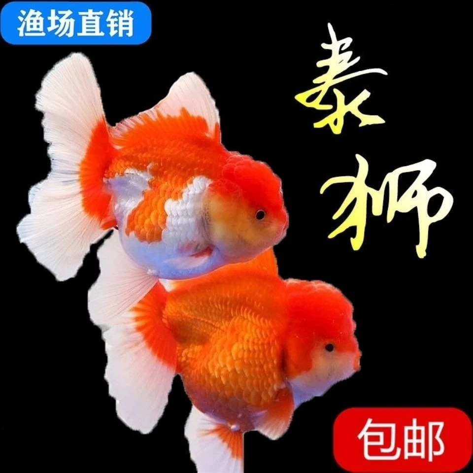 直播用渔场直销小金鱼观赏金鱼泰狮兰寿珍珠蝶尾活体金鱼宠物鱼