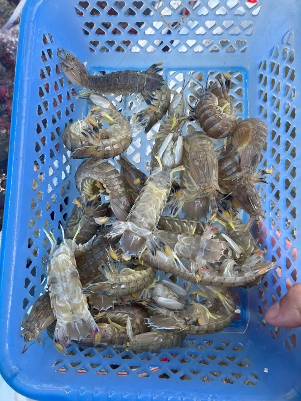 湛江野生皮皮虾，5斤码头直销，顺丰包邮