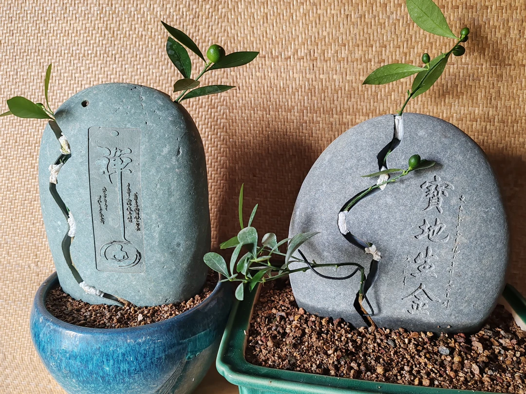 附石盆景石专拍连接