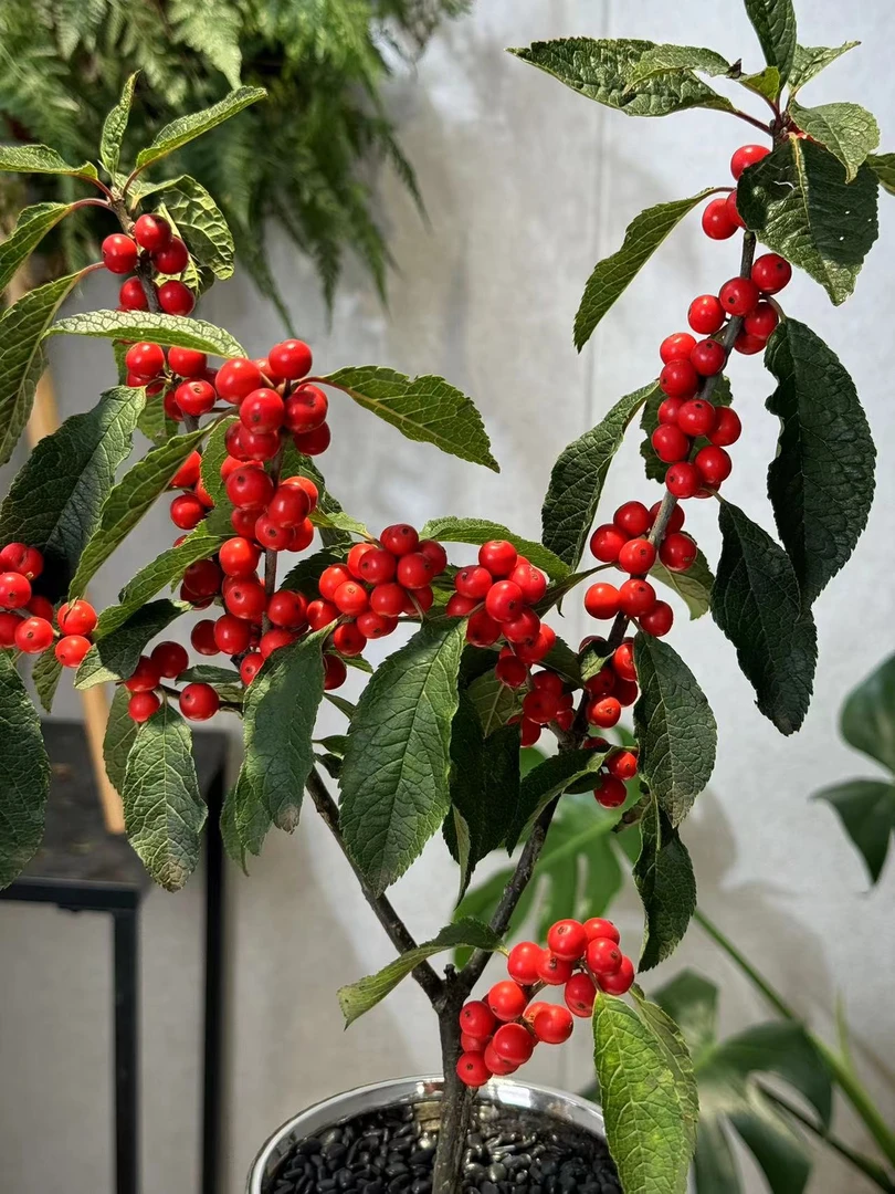 北美冬青 精品盆栽 室内耐寒喜光照植物 冬日年宵花红宝石氛围感