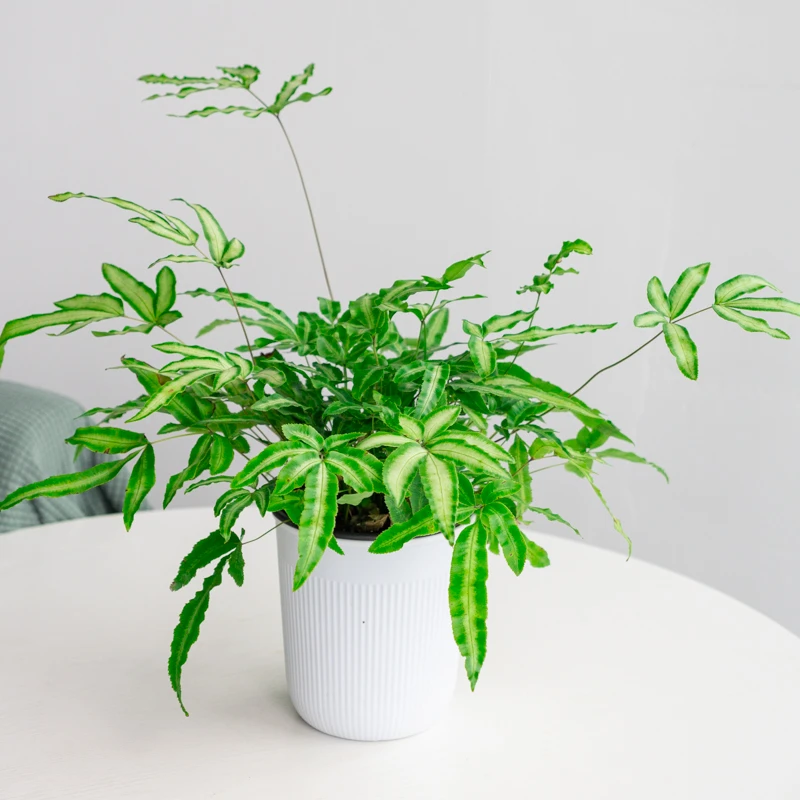 【植绿花园专属】阿波罗蕨 设计款室内桌面绿植新手植物美观易养护