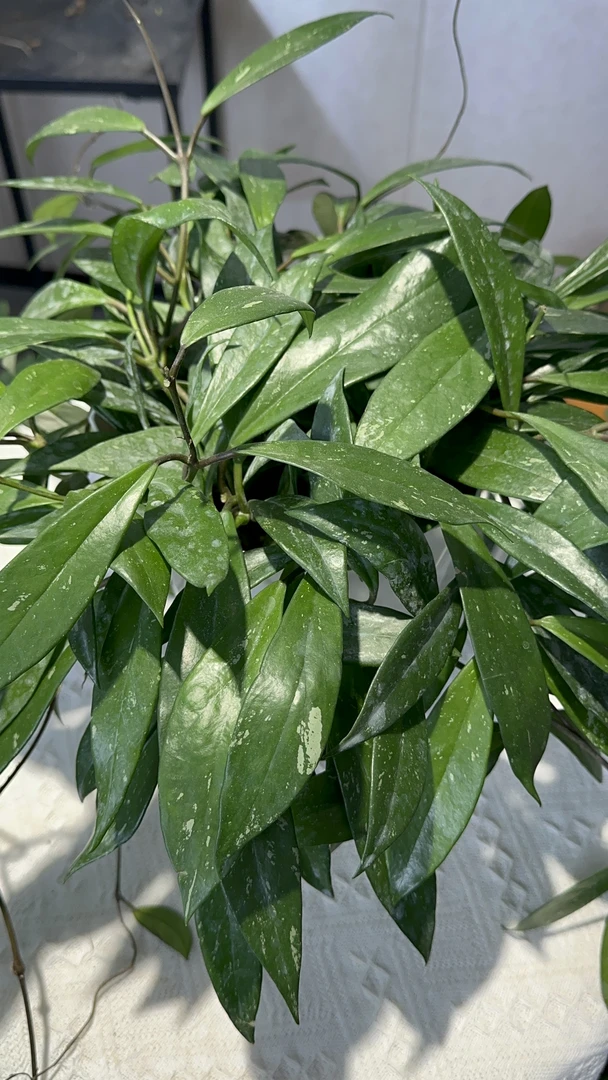 红巴顿球兰桌面绿植盆栽 室内耐阴垂吊爬藤开花植物新手易养护