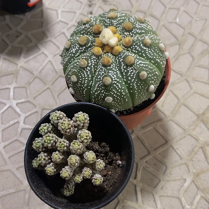 2颗红花星兜仙人球