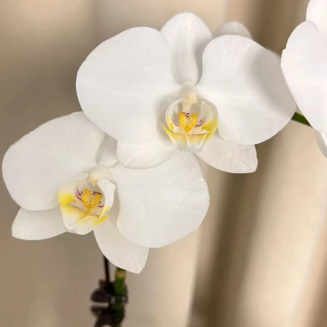 【毛毛家花园】双花剑台湾阿玛蝴蝶兰室内室外盆栽新鲜绿植好养活