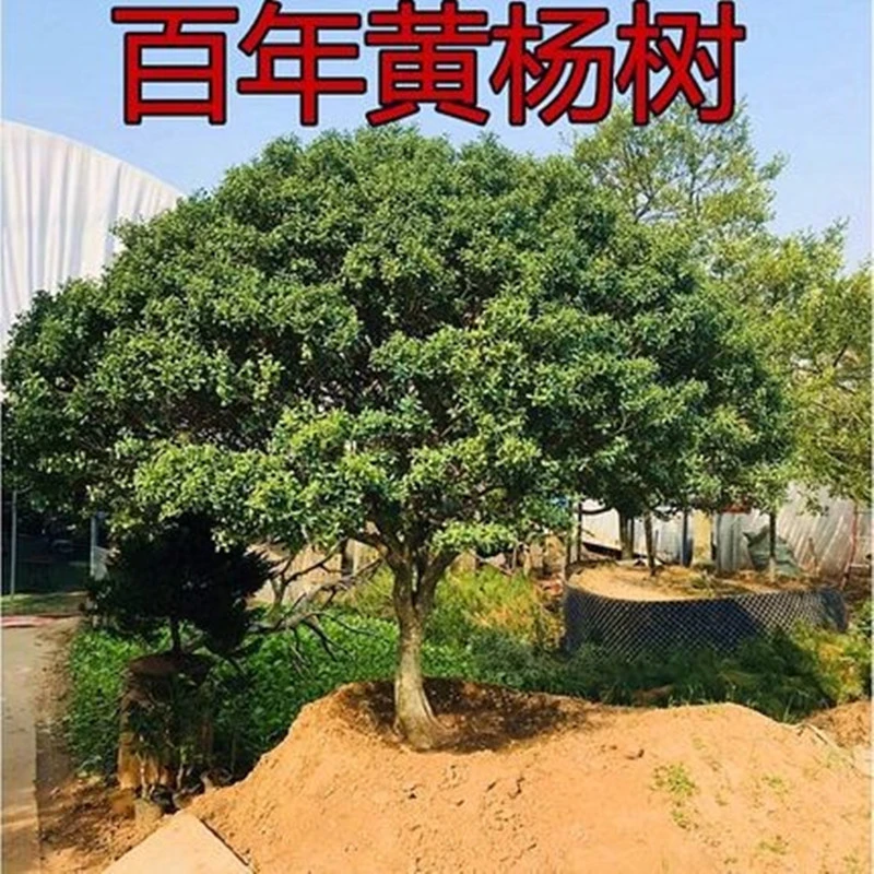 小叶黄杨树苗独杆黄杨苗盆栽高杆瓜子黄杨四季常青盆景树桩素材苗