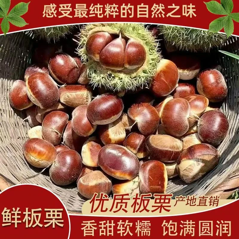 新鲜生油栗高山板栗毛栗开水烫易剥内皮去壳甜甜软包赔